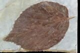 Detailed Fossil Leaf (Davidia) - Glendive, Montana #95464-1